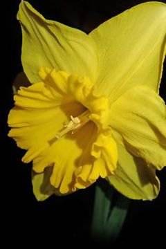 portada Daffodil (en Inglés)