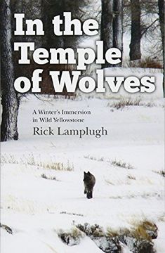 portada In the Temple of Wolves: A Winter'S Immersion in Wild Yellowstone (en Inglés)