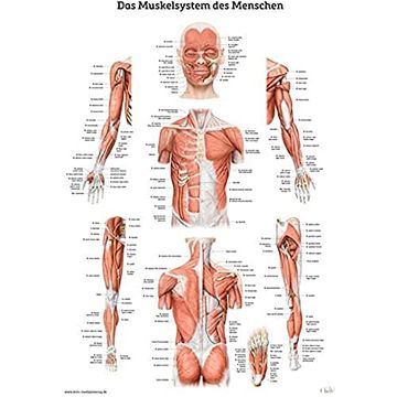portada Das Muskelsystem des Menschen: Lernposter der Menschlichen Anatomie