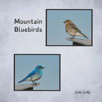 portada Mountain Bluebirds (in English)