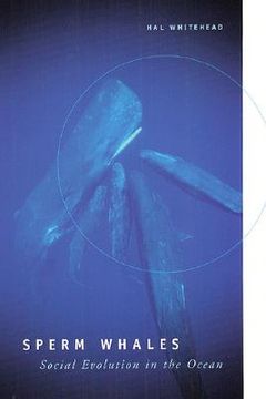 portada sperm whales: social evolution in the ocean (en Inglés)