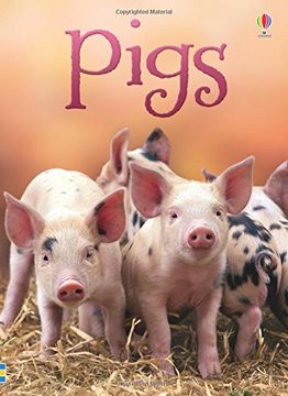 portada Pigs (Beginners Series) 