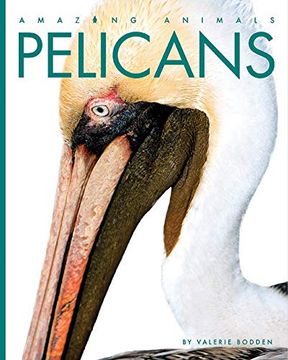 portada Pelicans (Amazing Animals) (en Inglés)