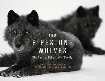 portada The Pipestone Wolves: The Rise and Fall of a Wolf Family (in English)