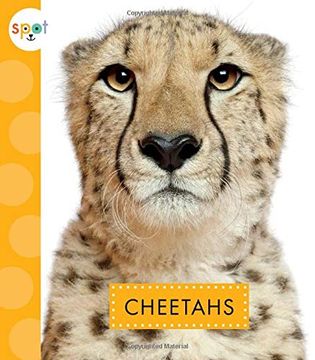 portada Cheetahs (en Inglés)