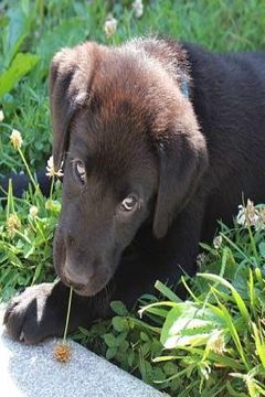 portada Puppy: The Labrador Retriever, or Just Labrador, or Lab Is a Type of Retriever-Gun Dog. the Labrador Is One of the Most Popul (in English)