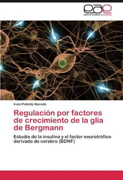 portada Regulación por factores de crecimiento de la glia de Bergmann: Estudio de la insulina y el factor neurotrófico derivado de cerebro (BDNF)