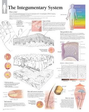 portada The Integumentary System Wall Chart (Anatomical Wall Charts)