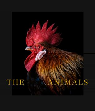 portada The Animals