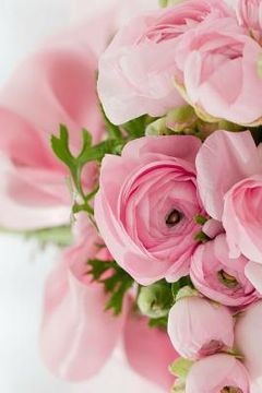 portada Pink Roses: Light Pink Roses Express Gentleness and Admiration While Dark Pink Roses Show Gratitude. (en Inglés)
