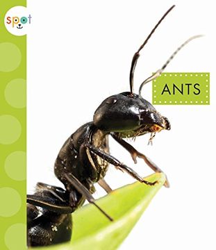 portada Ants (Spot Creepy Crawlies)