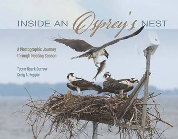 portada Inside an Osprey's Nest: A Photographic Journey through Nesting Season