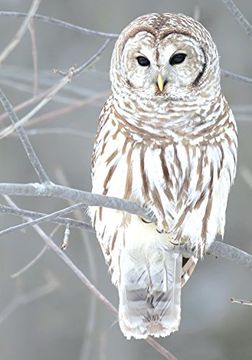 portada Snow owl Boxed Holiday Half Notecards 