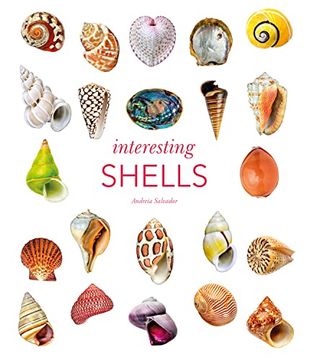 portada Interesting Shells 
