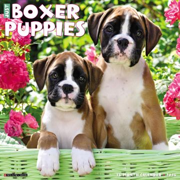 portada Just Boxer Puppies 2024 Calendar (en Inglés)