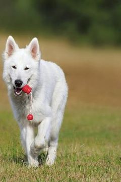 portada Swiss Shepherd: The White Swiss Shepherd Dog Became the 219th Pedigree Dog Breed to Be Recognized by the Kennel Club in October 2017. (en Inglés)