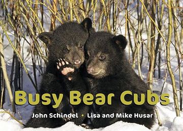 portada Busy Bear Cubs (in English)
