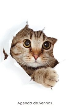 portada Agenda de Senhas: Agenda Para Endereços Eletrônicos e Senhas: Capa Gato Peekaboo - Português (Brasil) (Agendas com Gatos) 