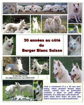portada 30 Annees au Cote du Berger Blanc Suisse (en Francés)
