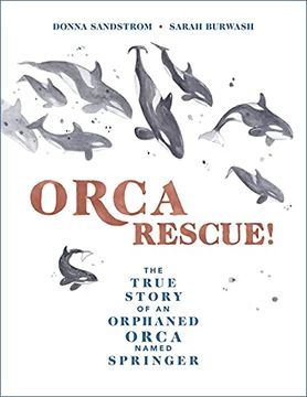portada Orca Rescue! The True Story of an Orphaned Orca Named Springer (en Inglés)