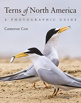 portada Terns of North America: A Photographic Guide 