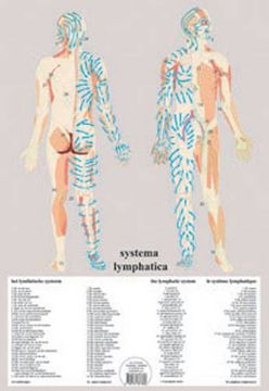 portada Systema Lymphatica