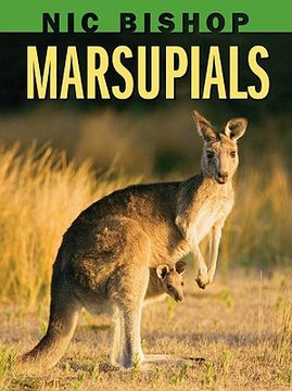 marsupials