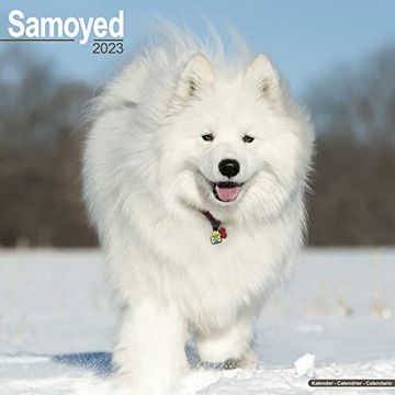 portada Samoyed Calendar - dog Breed Calendars - 2022 - 2023 Wall Calendars - 16 Month by Avonside 