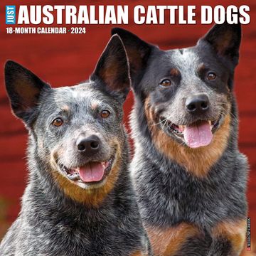 portada Willow Creek Press Australian Cattle Dogs Monthly 2024 Wall Calendar (12" x 12")