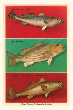 portada Vintage Journal Fish Native to Florida Waters