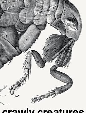 portada Crawly Creatures: Depiction and Appreciation of Insects and Other Critters in art and Science (in English)
