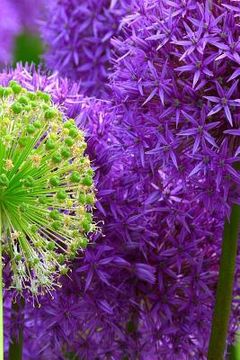 portada Blossoms: Alliums Are Hardy Bulbs That Produce Dramatic Balls of Purple, Blue, Yellow or Pink Flowers Atop Stiff, Upright Stems. (en Inglés)
