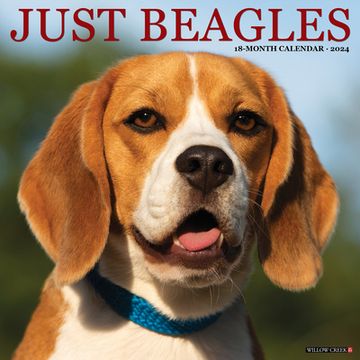 portada Just Beagles 2024 12 x 12 Wall Calendar (en Inglés)