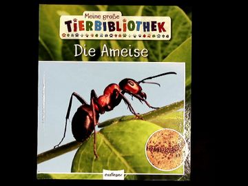 portada Die Ameise. Meine Große Tierbibliothek. Sachbuch für Vorschule & Grundschule. (in German)