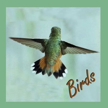 portada Birds (en Inglés)