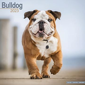 Libro English Bulldog Calendar - dog Breed Calendars - 2022 - 2023 Wall Libro English Bulldog Calendar - dog Breed Calendars - 2022 - 2023 Wall