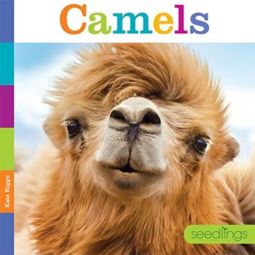 portada Seedlings: Camels