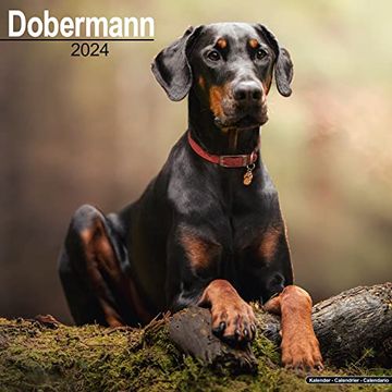 portada Dobermann (Euro) Calendar 2024 Square dog Breed Wall Calendar - 16 Month