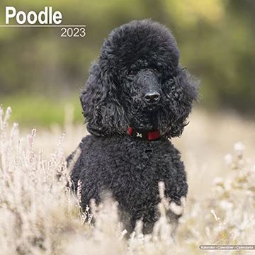 portada Poodle Calendar - Poodles Calendar - Standard Poodle Calendar - dog Breed Calendars - 2022 - 2023 Wall Calendars - 16 Month by Avonside 