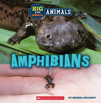 portada Amphibians (Wild World: Big and Small Animals) (en Inglés)