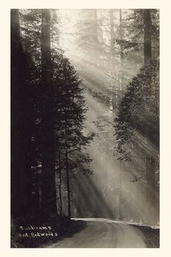 portada Vintage Journal Sunbeams and Redwoods (in English)