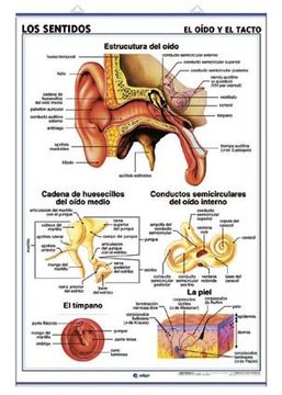 Los Sentidos (el O’do y el Tacto) / Los Sentidos (el Gusto y el Olfato): Láminas de Anatomía de Secundaria