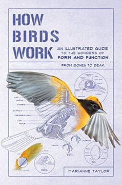 portada How Birds Work: An Illustrated Guide to the Wonders of Form and Function--From Bones to Beak (in English)