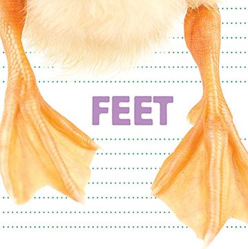 portada Feet (Question and Animal)