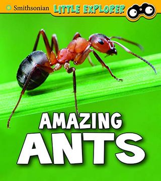 portada Amazing Ants (en Inglés)