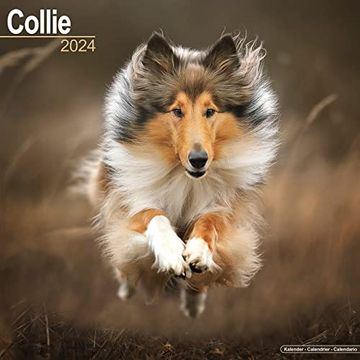 portada Collie Calendar - dog Breed Calendars - 2023 - 2024 Wall Calendars - 16 Month by Avonside
