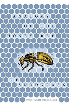 anatomy of the honey bee (en Inglés)