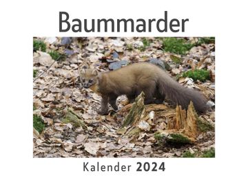 portada Baummarder (Wandkalender 2024, Kalender din a4 Quer, Monatskalender im Querformat mit Kalendarium, das Perfekte Geschenk) (en Alemán)