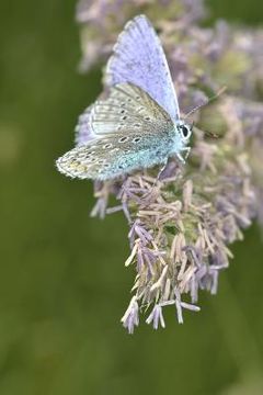portada ice blue butterfly (en Inglés)