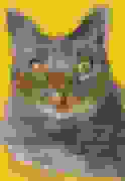 portada Gatos Ilustres